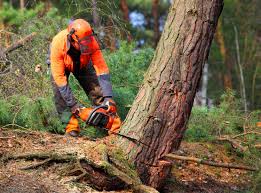 Best Tree Maintenance Programs  in Warm Springs, OR